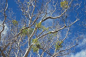 Phoradendronmacrophylla-azsyca.jpg
