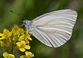 Pieris virginiensis on wild mustard, USA - 20030504