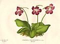 Pinguicula caudata print