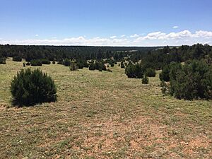 Pinyon-juniper woodland, Arizona