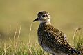 Pluvialis apricaria photo