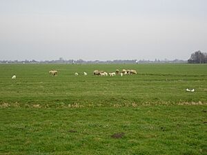 Polder gemvlist