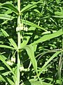 Polygonatum verticillatum Giant One02