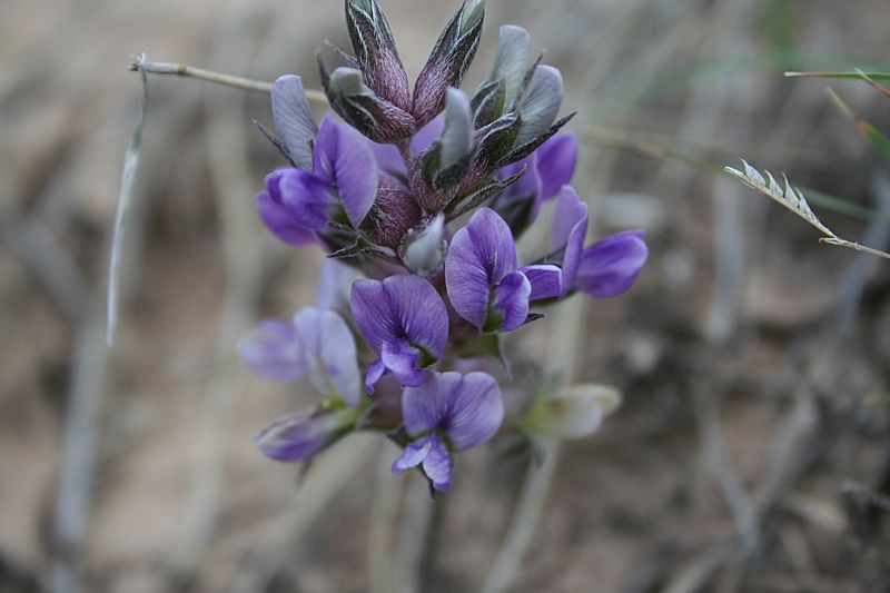 Prairie turnip, Badlands National Park
