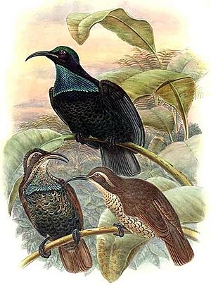 Ptiloris paradiseus by Bowdler Sharpe.jpg