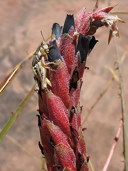 Puya humilis (JP-NS) 5576
