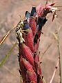 Puya humilis (JP-NS) 5576