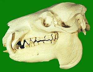 Pygmy Hippopotamus Skull