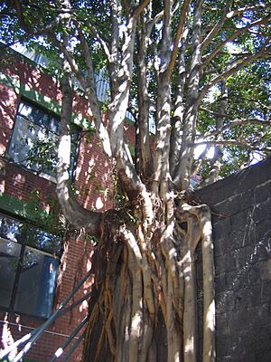 RMITSpiritualCentreTree