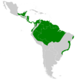 Ramphocaenus melanurus map