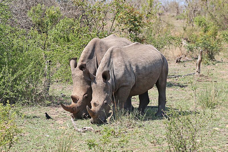 Rhinoceros in Kruger National Park 03