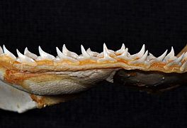 Rhizoprionodon terraenovae lower teeth