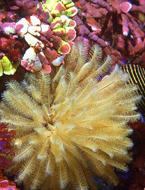 Sabellidae (feather duster worm) yellow.jpg