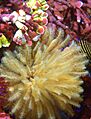 Sabellidae (feather duster worm) yellow