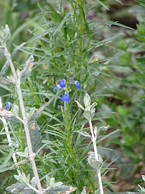 Salvia reptans.jpg