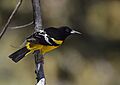 Scott's Oriole (33206326043)