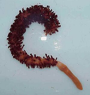 Sea pen uprooted