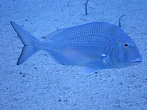 Sheepshead porgy - Calamus penna.jpg