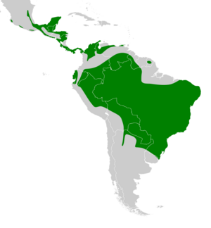 Sittasomus griseicapillus map.svg