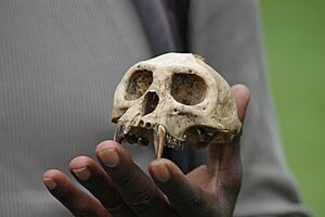 Skull of Ugandan red colobus