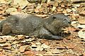 Smooth cotted otter (1)