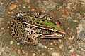 Southern Leopard Frog - Lithobates sphenocephalus, Occoquan Bay National Wildlife Refuge, Woodbridge, Virginia (39430233694)