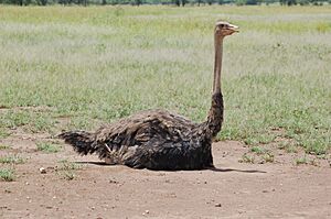 Struthio camelus -Serengeti, Tanzania -female on nest-8