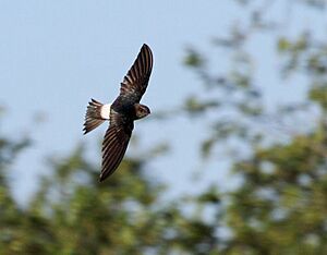 Swift Horus 2012 01 02 07 00 14 1521 a