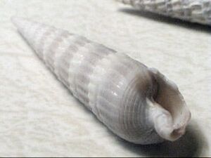 Terebra dislocata
