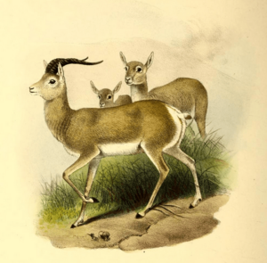 The book of antelopes (1894) Gazella picticaudata