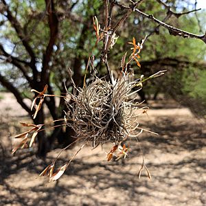 Tillandsia recurvata (Family Bromeliaceae).jpg