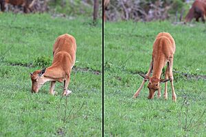 Topi (Damaliscus lunatus jimela) calf eating composite