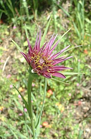 Tragopogon porrifolius flower.jpg