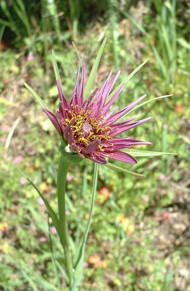 Tragopogon porrifolius flower
