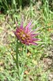 Tragopogon porrifolius flower