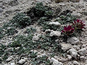 Trifolium friscanum.jpg