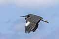 Western reef heron (Egretta gularis gularis) dark morph in flight white carpal area