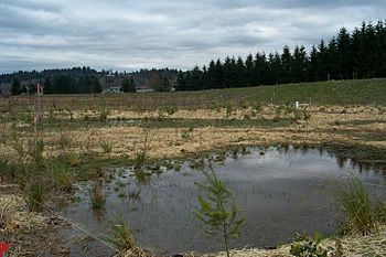 Wetlands during restoration floodplain planting