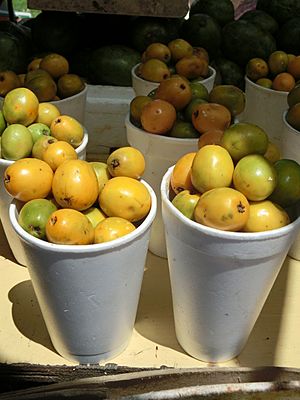 Yellow Mombin (Spondias mombin) fruit