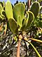 Yellow mangrove.jpg