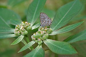 Zebra Blue (Leptotes plinius) on Euphorbia heterophylla (Painted Euphorbia) W2 IMG 9734