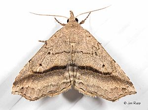 - 8491 – Ledaea perditalis – Lost Owlet Moth (19323778922).jpg
