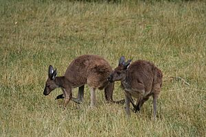 2 Western Grey Kangaroos