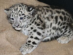 3 snowleopard