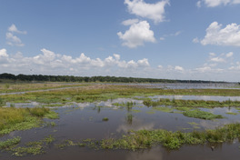 A mashy inlet of Lake Fork in Rains County, east of Dallas in northeast Texas LCCN2015630125.tif