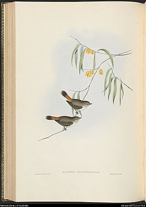 Acanthiza Uropygialis, Gould, Vol 3, plate 56