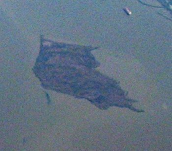 Aerial view of Carquinez Strait 2 (cropped) (cropped).jpg