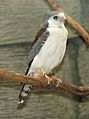 African Pygmy Falcon 002