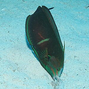 African coris, Coris cuvieri (I think) (37409998704).jpg