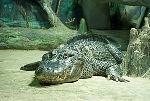 Alligator mississippiensis.jpg